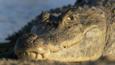 A spectacled caiman's head in close-up