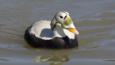 Spectacled eider duck male in breeding plumage on water