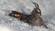Spider wasp attacking a spider