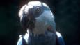 Portrait of a Spix's macaw
