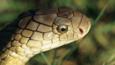 Close-up on the head of a king cobra