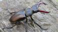 Two male stag beetles fighting