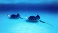 Two southern stingrays swim over the sea bed