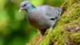 Stock dove in agricultural field