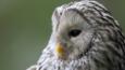 Ural owl portrait