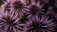 Colony of purple sea urchins