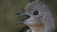 Close-up of the lyrebird with its beak open