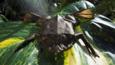 A Surinam toad lying on a large leaf