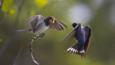 Barn swallow chick on branch begging food from a adult
