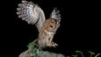 Tawny owl landing on a branch at night