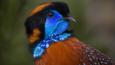 Close-up of a Temminck´s tragopan looking round
