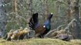 Male grouse surrounded by females