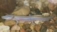 Texas blind salamander walking on pebbles