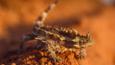Thorny devil lizard standing on sandstone
