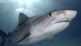 A 14 foot tiger shark