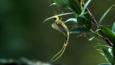 Tisza mayfly on a leafy branch