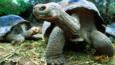 Giant tortoises