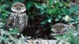 Two burrowing owls peering out from a leafy den site