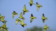 A flock of peach-fronted parakeets in flight