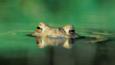 The eyes of a common toad at the water's surface