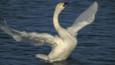 A displaying Bewick's swan