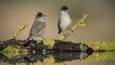 Two male blackcaps perching on log