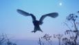Barn owl landing on fence post at dusk