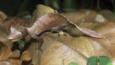 Satanic leaf-tailed gecko on forest floor