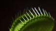 Close-up of a venus flytrap