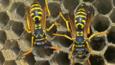Two female paper wasps in a wasps' nest 