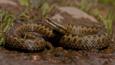 Close-up of a female adder's head