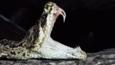 Eastern diamondback rattlesnake with mouth open showing fangs 