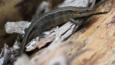 Common lizard amongst moss