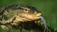 A two-banded water monitor