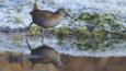 A wading water rail