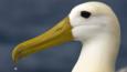 Profile of a waved albatross