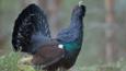 A male capercaillie calling