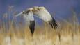 Marsh Harrier in flight over reed bed