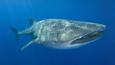 A whale shark