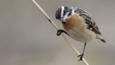 Whinchat perched on a stem