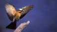 A white-fronted bee-eater landing on a perch
