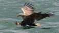 A white-tailed sea eagle in flight