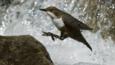 European dipper jumping on to a rock