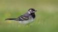 Pied wagtail in snow