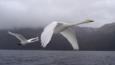 A pair of whooper swans in flight through fog over water