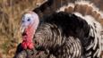 Narragansett breed of turkey displaying