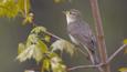 Willow warbler perched on a branch