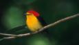 A colourful manakin bird perched on a branch in the rainforest