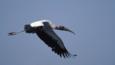 American wood ibis in flight