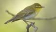 Profile of a wood warbler perched on a branch